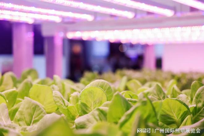 2024年光亚展规模创历史新高汇聚行业光无限共燃光热爱！(图7)