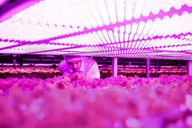 看过来！植物照明领域新品发布