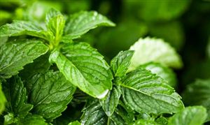 2024大功率LED行业市场发展环境与投资价值评估(图5)